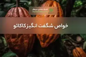 کاکائو و خواص شگفت انگیزش